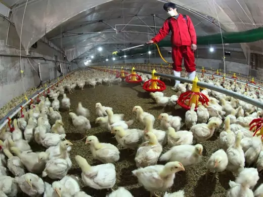 An employee sprays to sterilize a poultry farm in Hemen township, Jiangsu province, April 8, 2013. Picture taken April 8, 2013. REUTERS/Stringer (CHINA - Tags: ANIMALS SOCIETY) CHINA OUT. NO COMMERCIAL OR EDITORIAL SALES IN CHINA