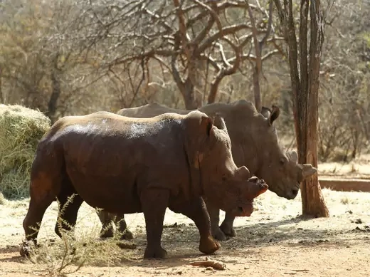 SA Rhino Horn Trade