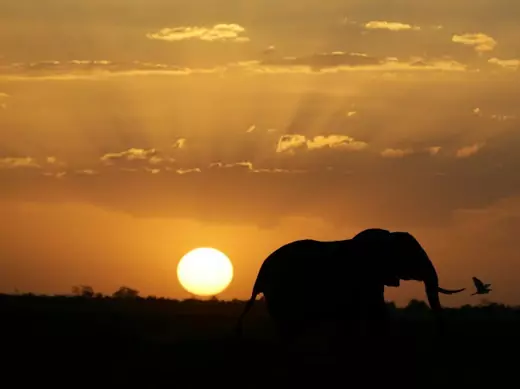Elephant Sunset1