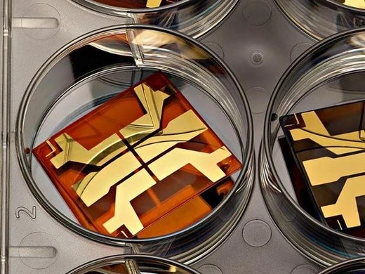 Solar perovskite cells, patterned with gold electrodes, await tests that measure their efficiency at converting sunlight into electricity