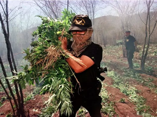 A Mexican Federal Judicial policeman carries uprooted marijuana plants towards a bonfire as smoke fills a clandestine plantation some four miles east of Santa Cruz de Alaya, in Sinaloa state.