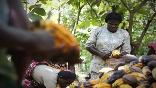 woman in cocoa fields entrepreneurship.jpg