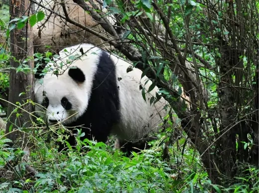 CFR Cyber Net Politics Sneaky Panda