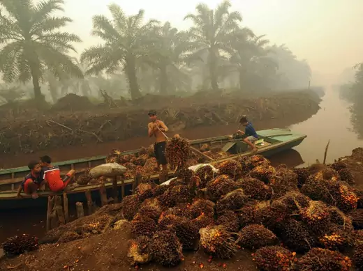 A worker unloads palm fruit at a palm oil plantation in Peat Jaya, Jambi province on the Indonesian island of Sumatra September 15, 2015 in this photo taken by Antara Foto. September 15, 2015 (Reuters/Wahyu Putro A/Antara Foto).