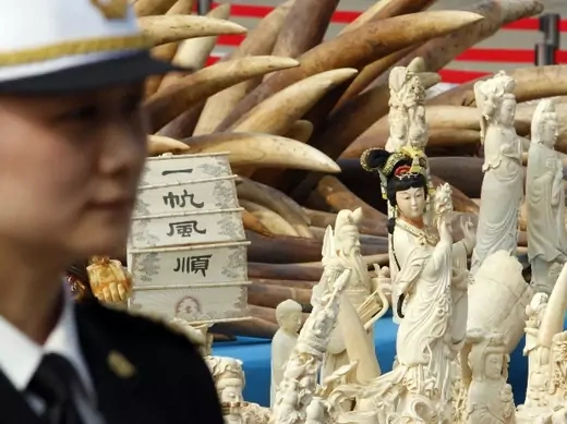 china-ivory-ban