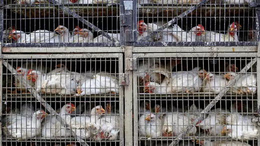 Chickens are seen in a truck at a poultry market in Mumbai, India.