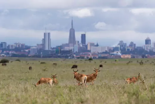 Hartebeests graze outside of Nairobi, Kenya.