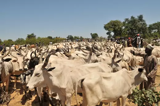Nigeria-Fulani-Cattle-Middle-Belt-Violence