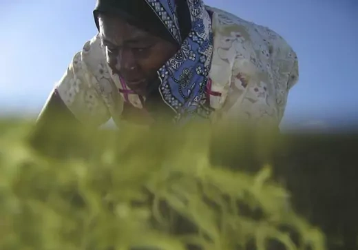 Tanzanian seaweed farmers - women's economic empowerment
