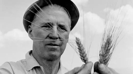 Nobel Peace Prize Winner Norman Borlaug looks at selected wheat stocks. AP Images