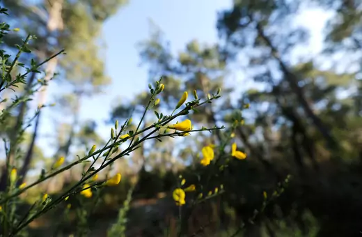 Flowers in the Landes forest near Le Pyla, France, on March 21, 2019.