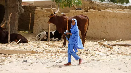 A girl walks past a bull stall on the street in Dapchi.