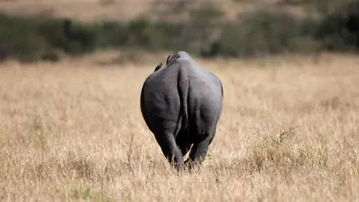 A black rhino walks away in a field.