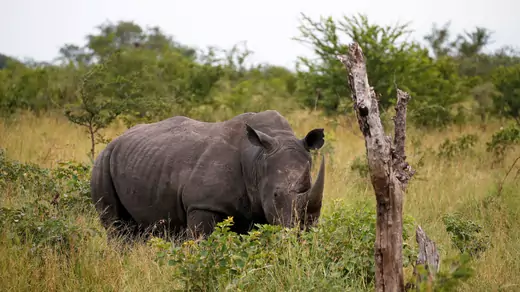 A rhino faces the camera in tall grass and bush next to a dead tree.