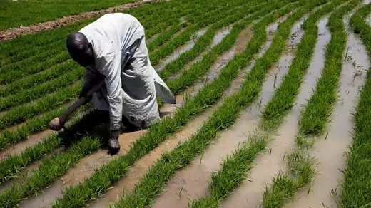 A farmer works with rice sprouts on a farm