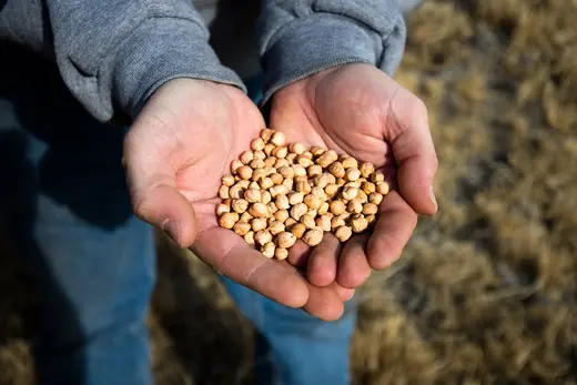 A farmer holds out a handful of chickpeas on a farm near Choteau, Montana.