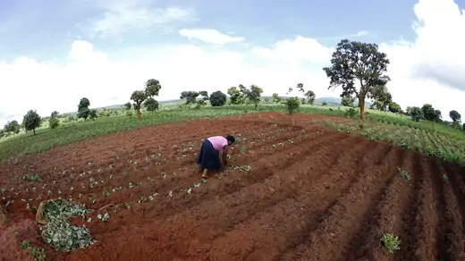 A woman bends over as she plants sweet potatoes in rows in a small plot of cleared dirt. About half the patch as been planted so far. In the distance are green fields dotted with small trees with mostly round crowns. The sky is blue with white, puffy clouds. The horizon curves.