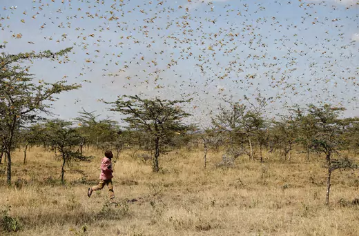 A child attempts to fend-off a swarm of desert locusts at a ranch near the town of Nanyuki in Laikipia county, Kenya.