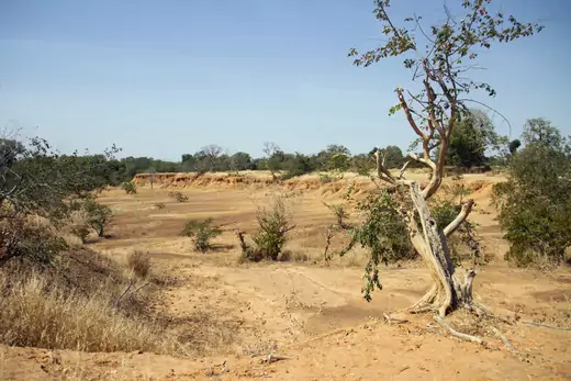 A parched landscape around the Lake Wegnia, in Sahel region of Koulikoro, Mali. A small tree and a few shrubs intersperse a mostly dirt landscape.