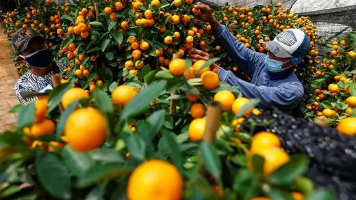 Workers wearing masks check on orange trees