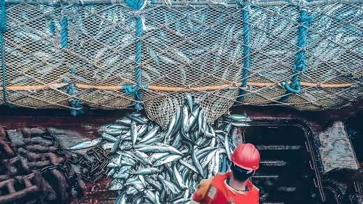 A large trawl with fish was dragged onto the deck of the ship