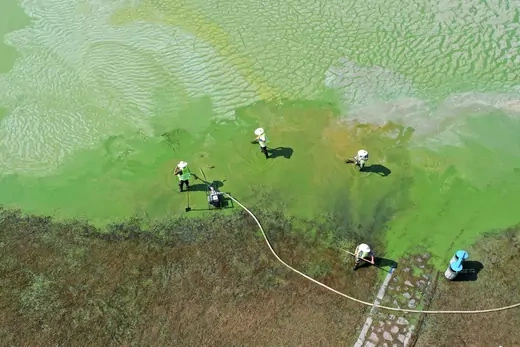 An aerial photo of workers in a lake covered by green algae. 