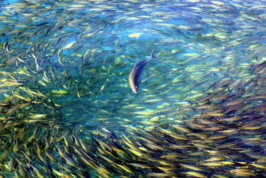 A trevally chases fusiliers near Malaysia's Lankayan Island, located in the Sulu-Sulawesi Marine Ecoregion, in the state of Sabah near Borneo on January 9, 2004. 