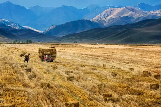 A farmer harvests in a crop field in Yili, Xinjiang Autonomous Region, October 3, 2015.