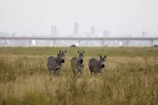 Three zebras walk through tall grasses, with a skyline view of Nairobi in the background.