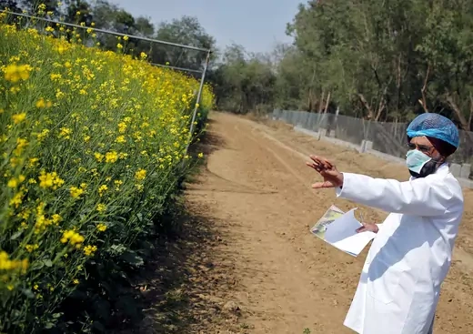 An Indian scientist points to a patch of genetically modified (GM) rapeseed crops under trial in New Delhi, February 13, 2015.
