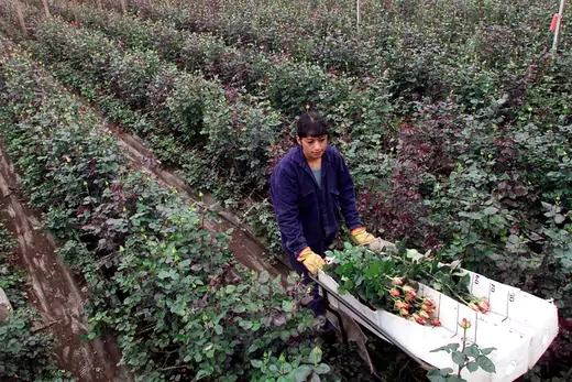 A Colombian worker harvesting roses.