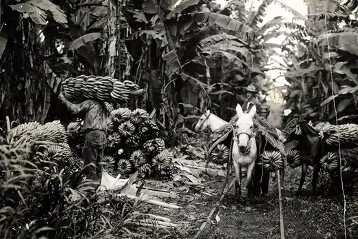 Employees of the United Fruit Company on horseback harvest bananas in Honduras