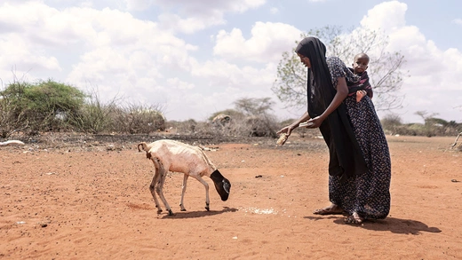 A woman carrying a baby on her back feeds a goat outside her house in Wajir, Kenya.