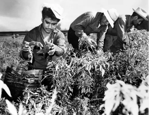 Braceros pick chili peppers in a field.