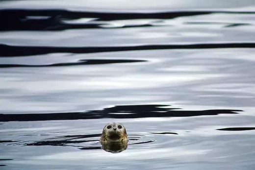 A harbor seal swims through oil-tainted water in Prince William Sound following the Exxon Valdez oil spill in 1989.