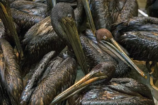 Photo of brown pelicans, covered in oil from BP's Gulf of Mexico oil spill.