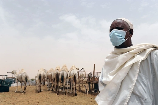 A man wears a mask near camels at his farm outside Riyadh, Saudi Arabia, in May 2014.