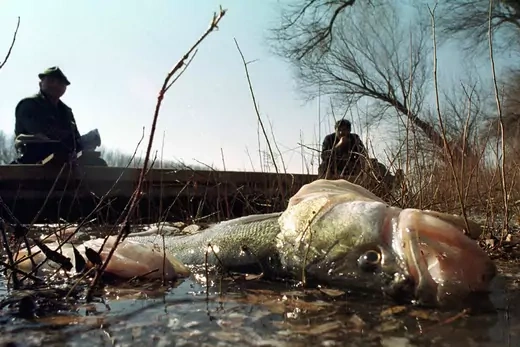 A perch lays poisoned by cyanide on the bank of the Tisa River.