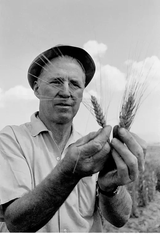 Agronomist Norman Borlaug looks at selected wheat stocks at the Rockefeller Agricultural Institute in Atizapan, Mexico.