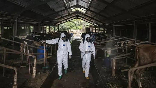 Officers spray disinfectant on a cattle farm that has been infected with foot and mouth disease in Indonesia.