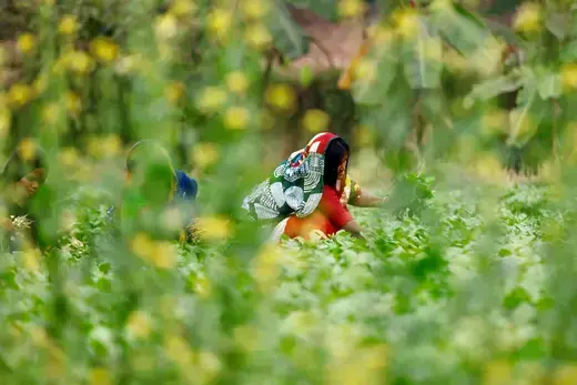 Women collect vegetables from a farm in Keraniganj, near Dhaka, Bangladesh, January 12, 2022. 