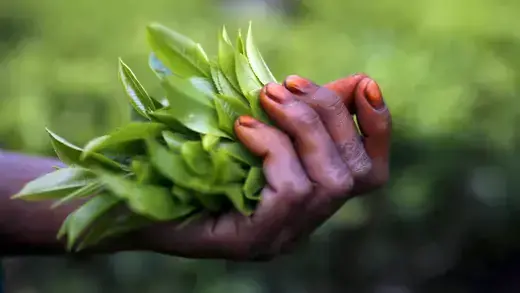 A tea garden worker holds freshly picked tea leaves in Assam, India.