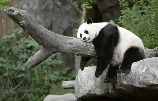 A giant black and white panda lays on a tree branch.