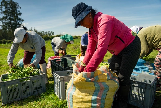 Farmworkers sort, process, and bag green beans