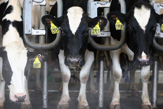 Cows stand facing forward with yellow ear tags, locked into milking gates as they await milking.