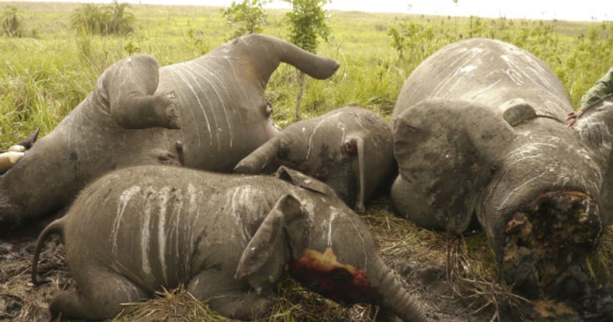 Tracking The Traffickers Poaching Is A Symptom Of A Deeper Disease Council On Foreign Relations