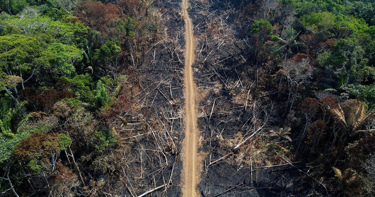 Deforestation in the  Rainforest: causes, effects, solutions