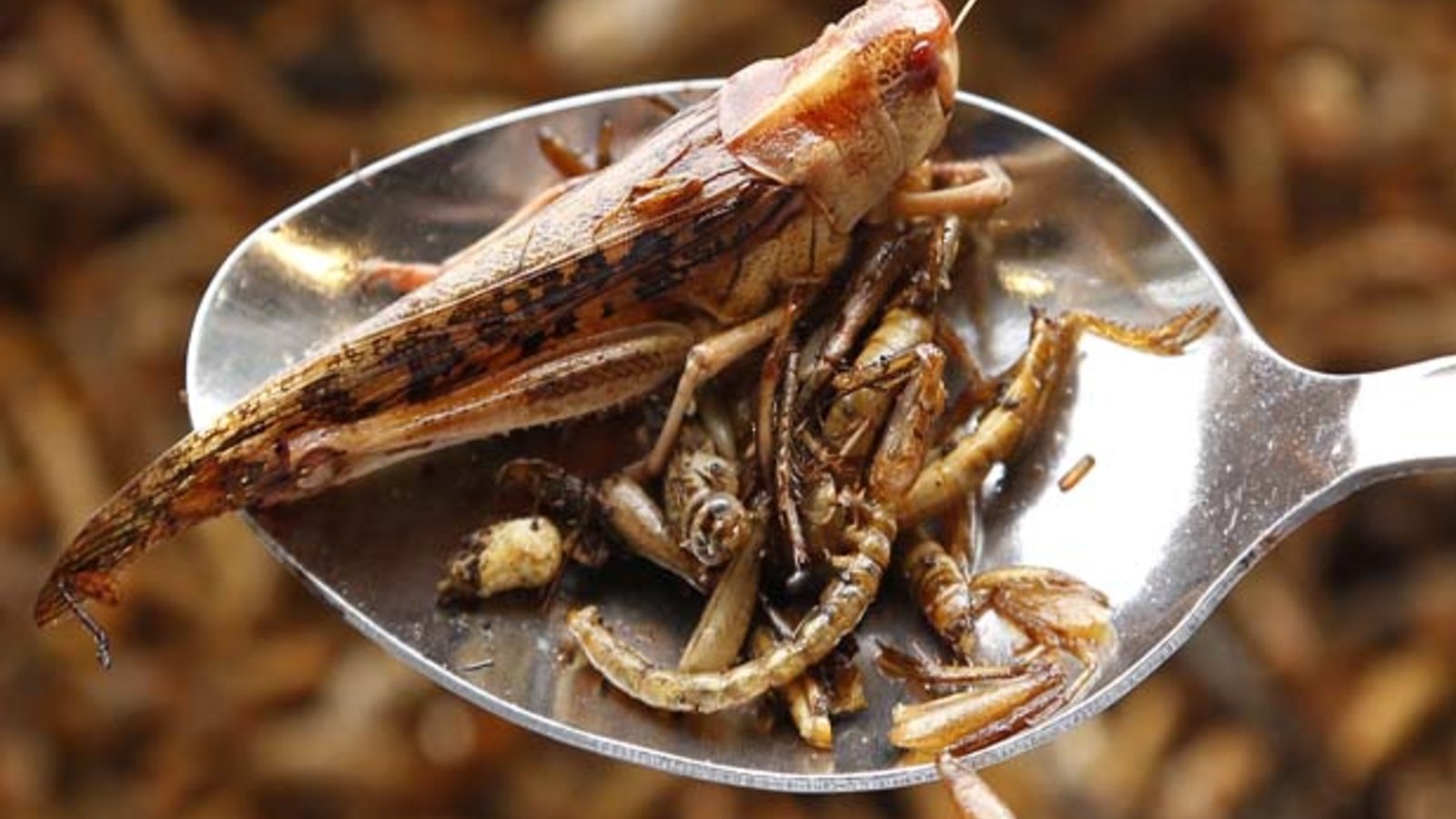 Theres a Fly in My Soup! Can Insects Satisfy World Food Needs? Council on Foreign Relations