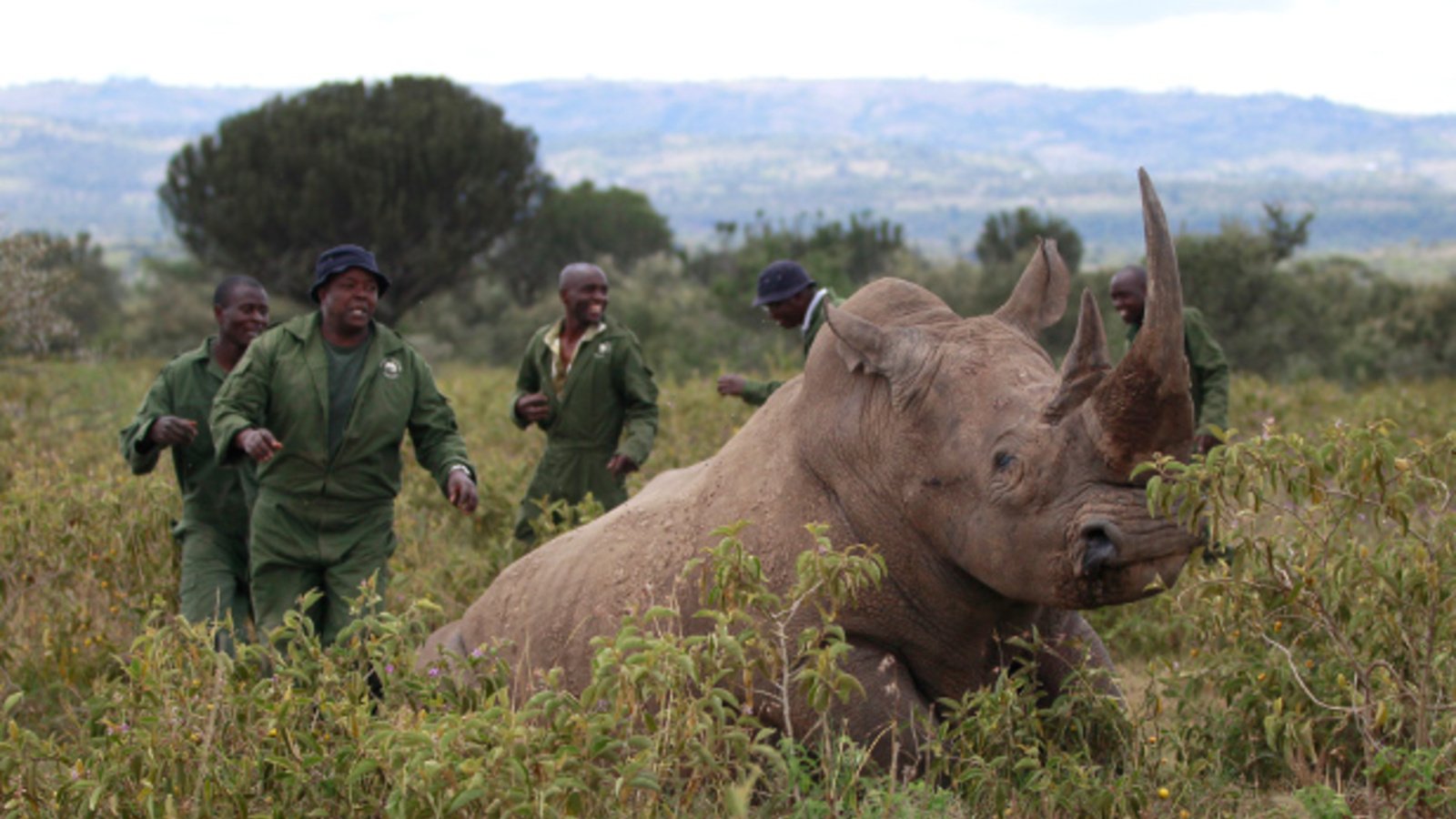This Tech Entrepreneur Is Trying to Disrupt the Illegal Rhino-Horn Trade