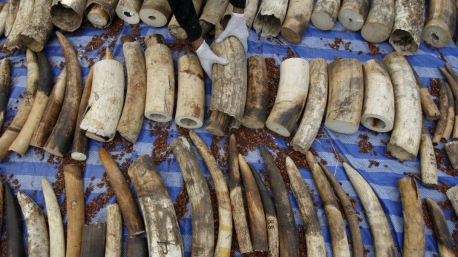 Massive Ivory Shipment Seized In South Sudan 